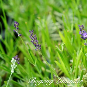 y{SO x_[z iofBnj n[uc 3|bg