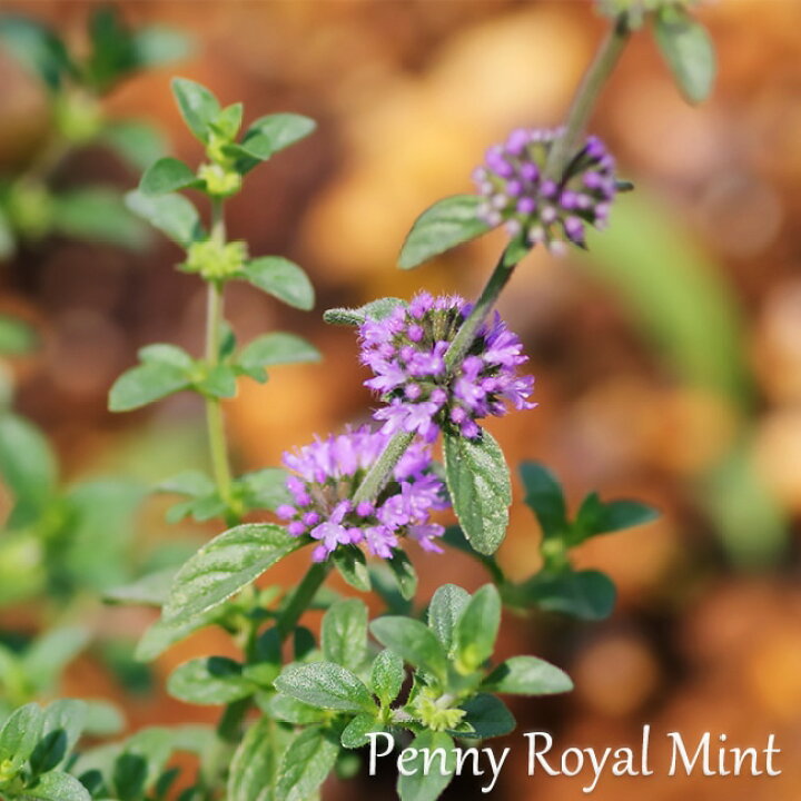 楽天市場 ハーブ 苗 ペニーロイヤルミント 3号ポット苗 苗木部 ｂｙ 花ひろばオンライン