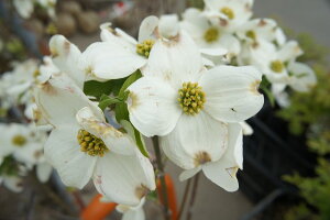 シンボルツリー ハナミズキ 盆栽 植木の通販 価格比較 価格 Com