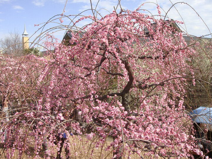 楽天市場 枝垂れ梅 ピンク 花梅 2年生 接ぎ木 ポット苗 観賞花木 苗木部 ｂｙ 花ひろばオンライン