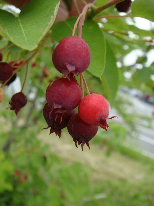 楽天市場 大実ジューンベリー バレリーナ 接木 5号ポット苗 苗木部 ｂｙ 花ひろばオンライン