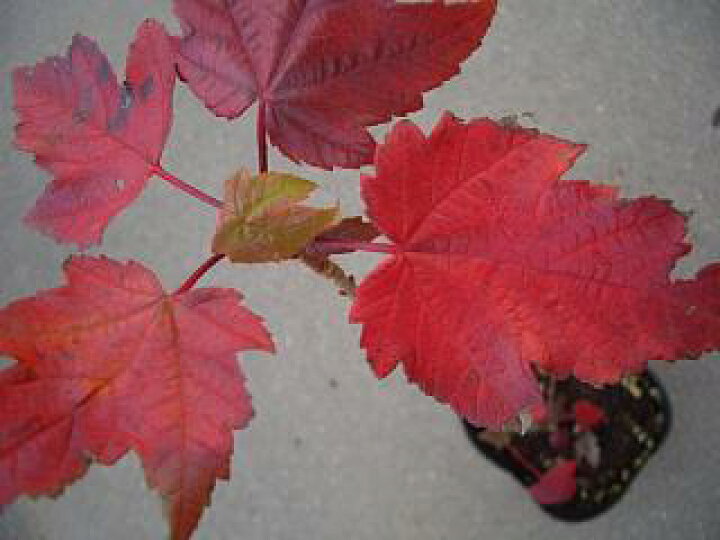 楽天市場 アメリカハナノキ レッドサンセット 庭木 落葉樹 シンボルツリー もみじ 苗 苗木部 ｂｙ 花ひろばオンライン