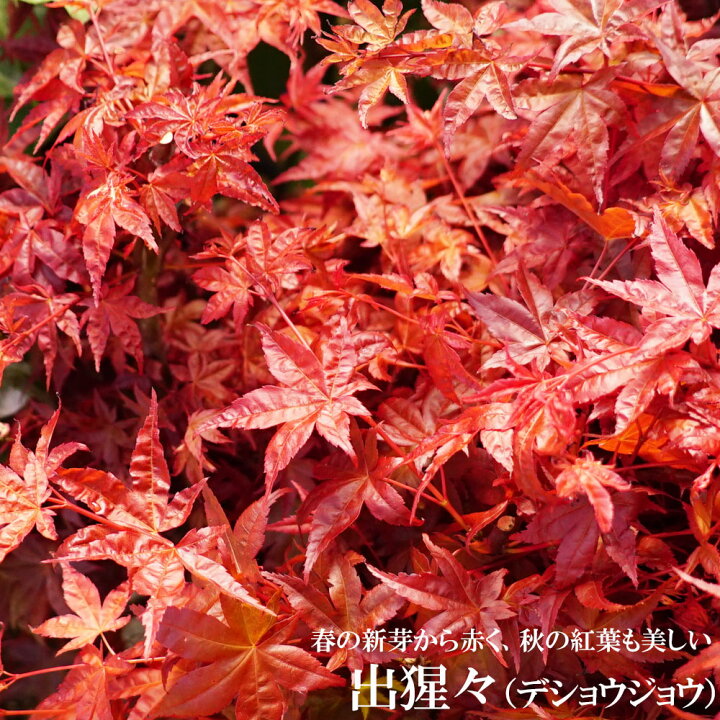 楽天市場 モミジ 出猩々 テーブルサイズ 鉢苗 苗木部 ｂｙ 花ひろばオンライン