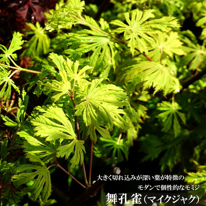 楽天市場】モミジ 【舞孔雀】 テーブルサイズ 鉢植え ハウチワカエデ系 