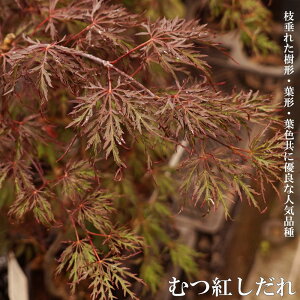 ~W yނg Cn~Wnz 5O|bg