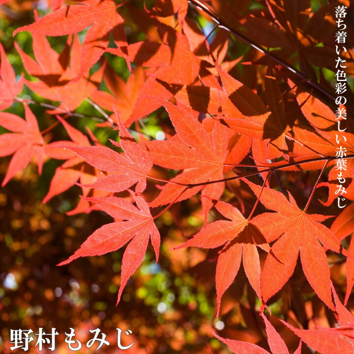 楽天市場】6月3日20時からのセール対象商品 モミジ 【野村】 根巻き 