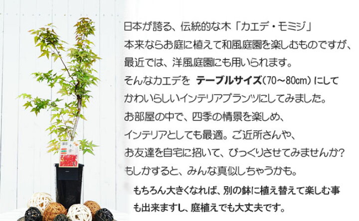 楽天市場】モミジ 【茜】 テーブルサイズ 鉢植え : 苗木部 by 花 