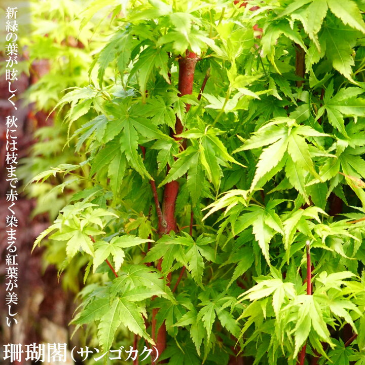 楽天市場 モミジ サンゴカク テーブルサイズ 鉢苗 落葉樹 もみじ 苗 観葉植物 イロハモミジ系 苗木部 ｂｙ 花ひろばオンライン