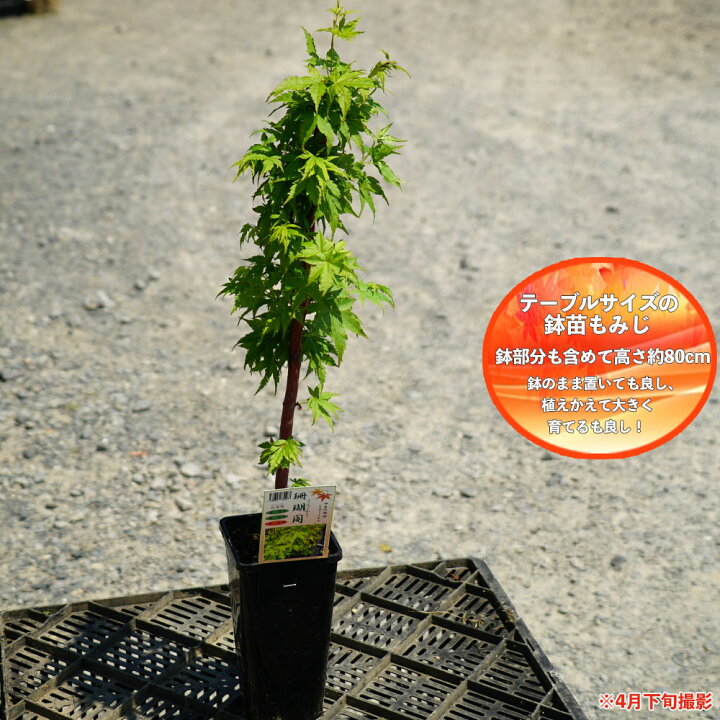 楽天市場 モミジ サンゴカク テーブルサイズ 鉢苗 落葉樹 もみじ 苗 観葉植物 イロハモミジ系 苗木部 ｂｙ 花ひろばオンライン