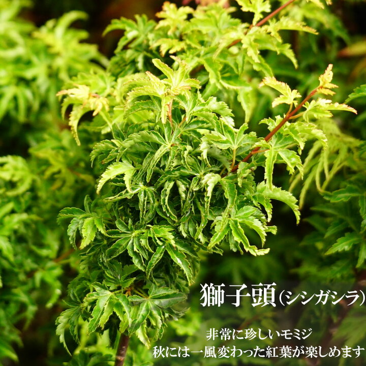 楽天市場】モミジ 【獅子頭（シシガシラ）】 テーブルサイズ 鉢植え 