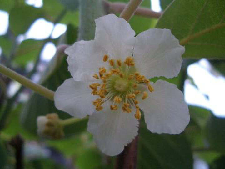 楽天市場 孫悟空 オス イエローキウイ用受粉樹 3年生長尺大苗 大型宅配便 沖縄 離島不可 苗木部 ｂｙ 花ひろばオンライン