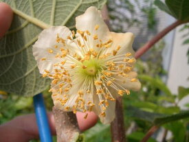 楽天市場 キウイ 花粉の通販 楽天市場 キウイ 花粉の通販