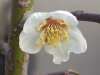 梅（ウメ） "small nanko" freshman scions seedlings deciduous symbol tree fruit tree seedlings fruit trees
