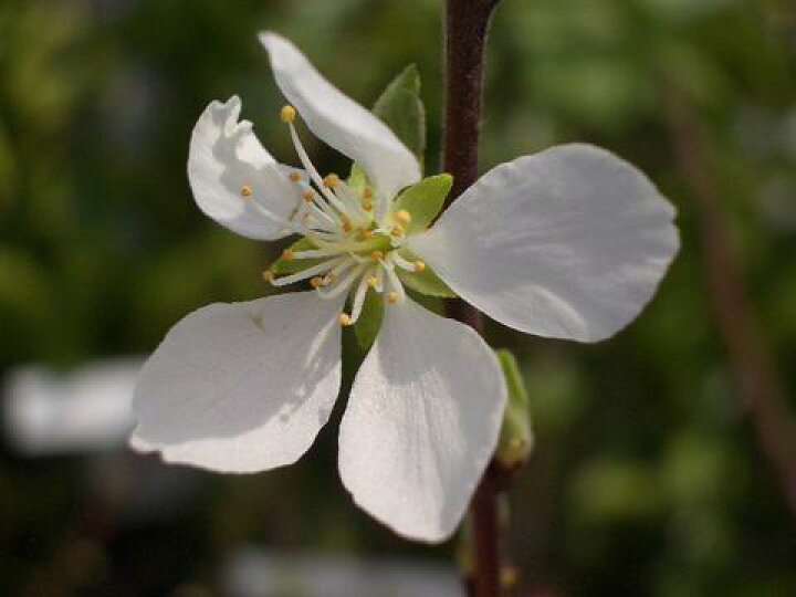 楽天市場 白実 ゆすらうめ 1年生苗木 苗木部 ｂｙ 花ひろばオンライン