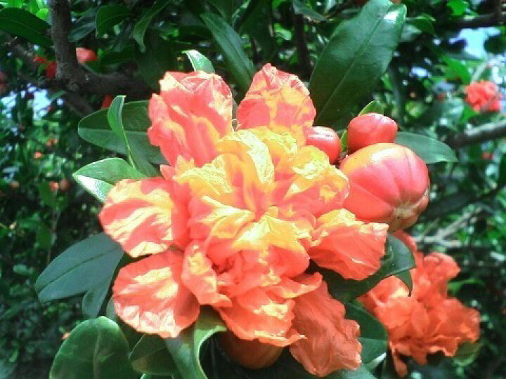 楽天市場 ざくろ 苗 大実日本甘ザクロ 1年生苗 苗木部 ｂｙ 花ひろばオンライン