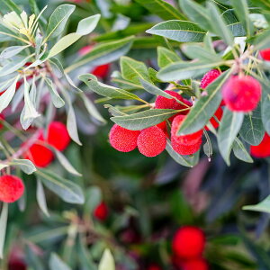 } yX iXjz 1Nږؕc Pi or 󕲎Zbg