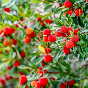 ヤマモモ 【瑞光 (メス)】 3年生接木8号ポット大苗 【予約販売】10月下旬頃入荷予定