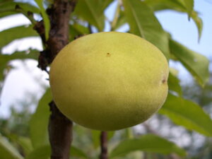 yV񂸁z 2Nږؕc c XbgA ̔ y\̔z11{ח\