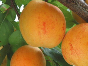 【ニコニコット】 大実あんず 2年生 接木苗 苗木 スリット鉢植え ■限定販売■ 登録品種・品種登録 【予約販売】10〜11月頃入荷予定