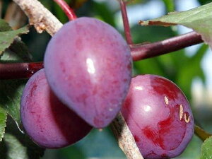  c yoCI`F[z 3Nږؑc 1mc yYnř 1.0mcz