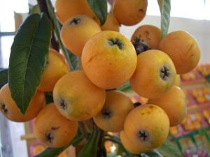 びわ 苗木 【クイーン長崎】 3年生接木大苗 大型宅配便・大梱包