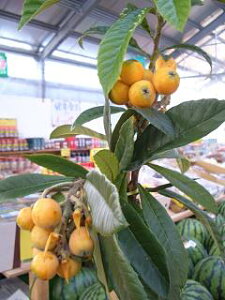 т c ycтz 3Nږؑc ^zցE卫