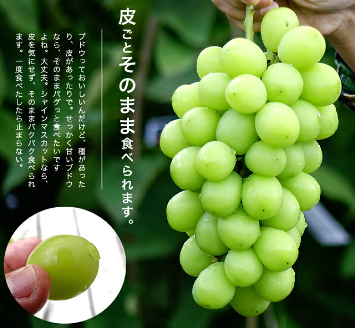 楽天市場】6月3日20時からのセール対象商品 【シャインマスカット 