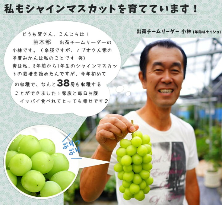 1848円 国産 葡萄 ぶどう 苗木 シャインマスカット 挿し木苗