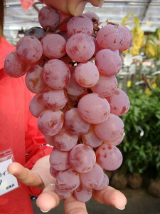 ybBuhEz Ԃǂ 1Nږؕc EBXt[ y\̔z12`N1ח\