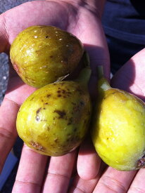 いちじく 【ロングドゥート （バナーネ）】 1年生苗 【予約販売】12月～翌年1月頃入荷予定