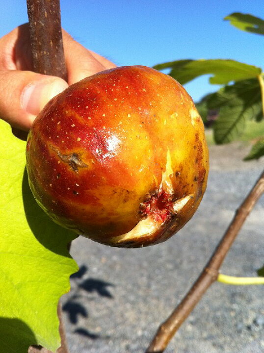 楽天市場 早生日本種 蓬莱柿 いちじく 2年生苗鉢植え スリット 限定販売 苗木部 by 花ひろばオンライン 楽天市場 早生日本種 蓬莱柿 いちじく 2年生苗鉢植え スリット 限定販売 苗木部 by 花ひろばオンライン