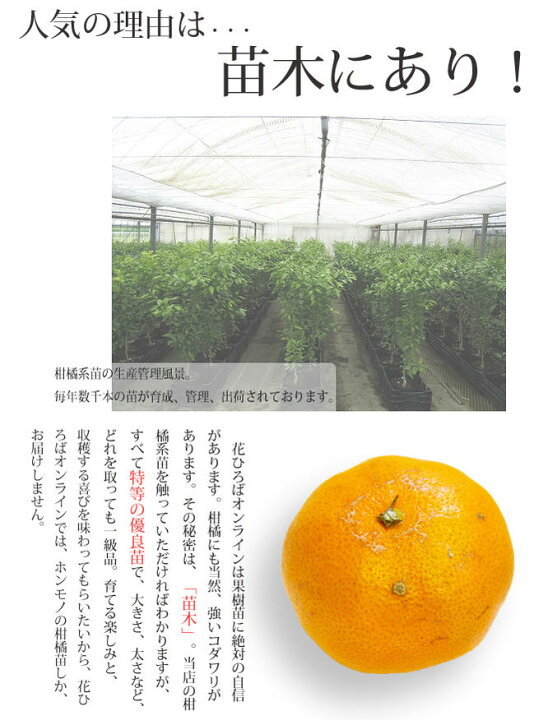 楽天市場 あすみ みかん 3年生接ぎ木大苗 産地で剪定済 1 0m苗 登録品種 品種登録 苗木部 ｂｙ 花ひろばオンライン