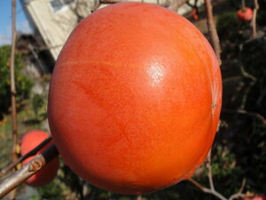 `̕c y{xLz SÊ` 3Nږؑc 1mc yYnř 1.0mcz y\̔z10`11ח\