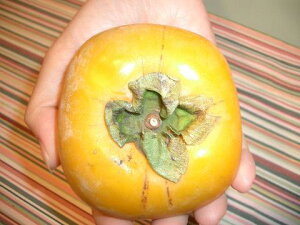 `̕c yjz a` 3Nc 1mc yYnř 1.0mcz y\̔z10`11ח\