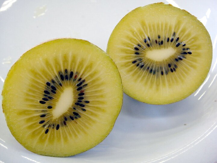 楽天市場 ゴールデンキング メス ゴールドキウイ 3年生接木大苗 1m苗 産地で剪定済 1 0m苗 苗木部 by 花ひろばオンライン 楽天市場 ゴールデンキング メス ゴールドキウイ 3年生接木大苗 1m苗 産地で剪定済 1 0m苗 苗木部 by 花ひろばオンライン