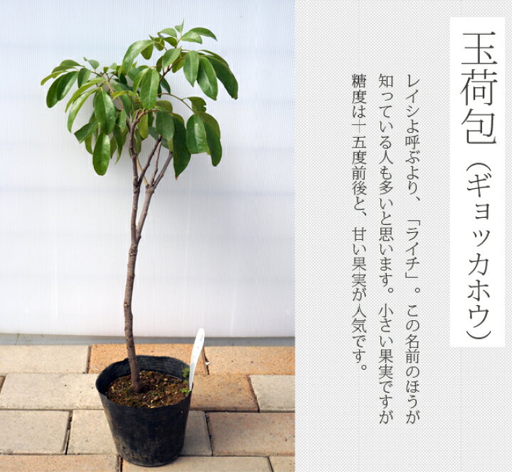 楽天市場 ライチ 玉荷包 6号ポット苗 沖縄県産 苗木部 ｂｙ 花ひろばオンライン