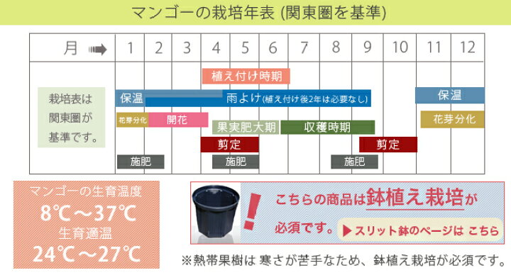 楽天市場】マンゴーの木 【キーツ】 1年生接木苗 4.5号ロングポット苗 