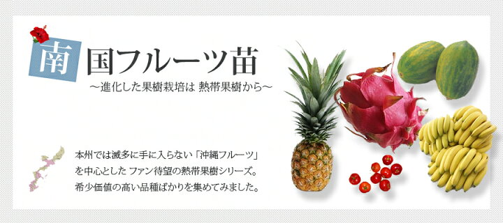 楽天市場 ライチ 玉荷包 4 5号ポット苗 沖縄県産 苗木部 ｂｙ 花ひろばオンライン