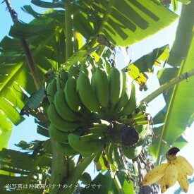 バナナの木 【沖縄島バナナ】 ポット苗 沖縄県産熱帯果樹