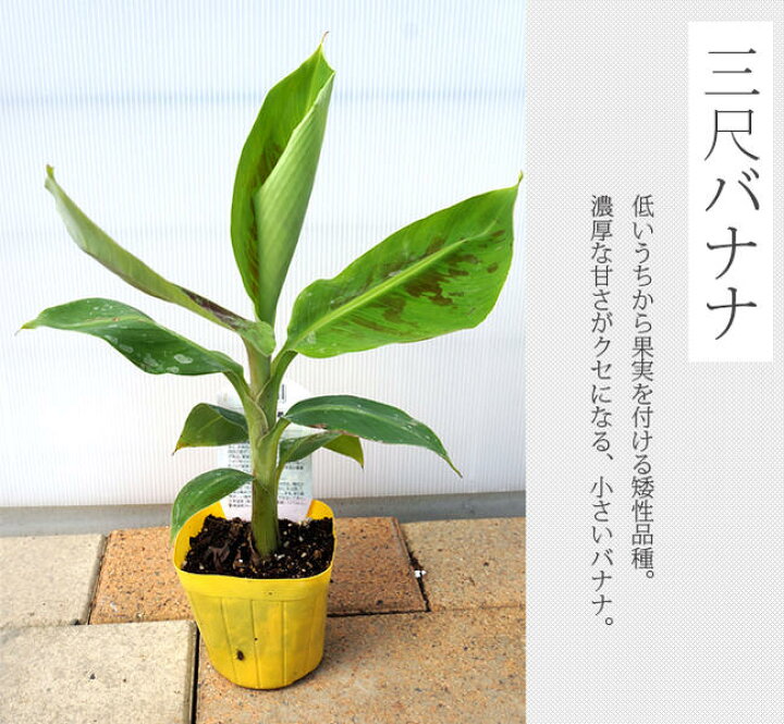 楽天市場】バナナの木 【三尺バナナ】 ポット苗 沖縄県産熱帯果樹 バナナ苗