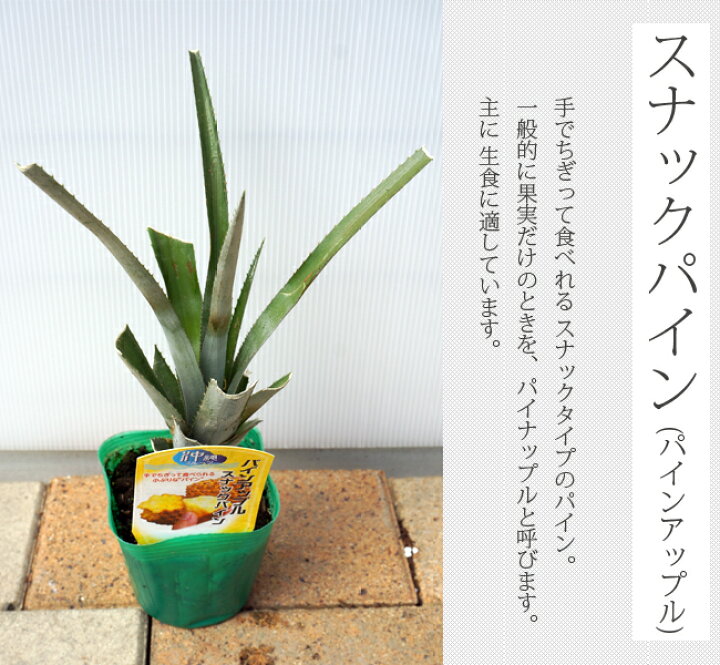 楽天市場 パインアップル スナックパイン ポット苗 沖縄県産 予約販売 4月下旬 5月頃発送予定 苗木部 by 花ひろばオンライン 楽天市場 パインアップル スナックパイン ポット苗 沖縄県産 予約販売 4月下旬 5月頃発送予定 苗木部 by 花ひろばオンライン