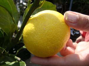  iS[fIW j 3Nږؑc yYnř 1.0mcz y\̔z11{ח\