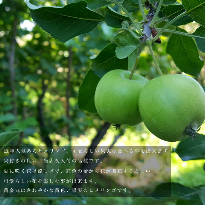 楽天市場 ひめりんご 黄金丸 こがねまる 2年生 接ぎ木 苗 観賞花木 苗木部 ｂｙ 花ひろばオンライン