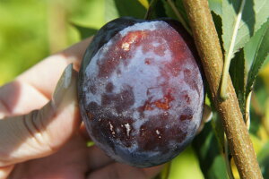 プルーン 苗木 【スタンレイ】 3年生接木大苗 【産地で剪定済 1.0m苗】