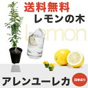 ■送料無料■ レモンの木アレンユーレカレモン2年生 接ぎ木 苗6号スリット鉢植え