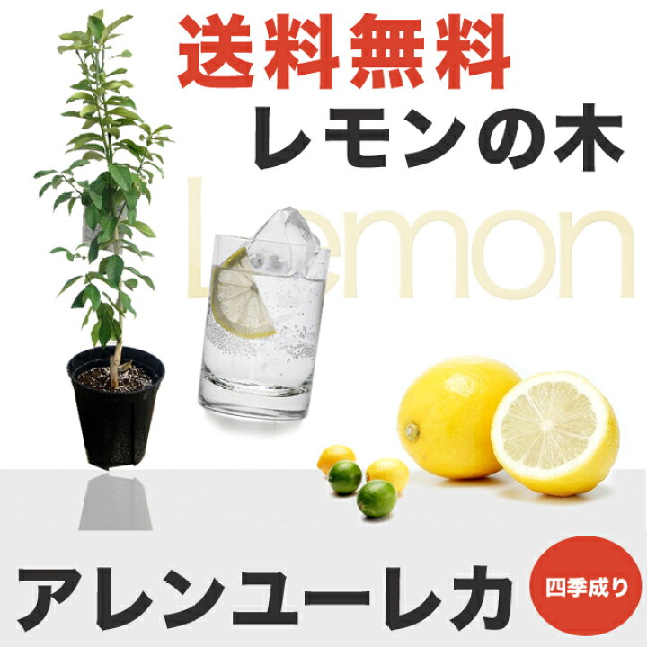 楽天市場】レモンの木 【アレンユーレカレモン】 3年生接ぎ木大苗 【産地で剪定済 1.0m苗】 : 苗木部 ｂｙ 花ひろばオンライン