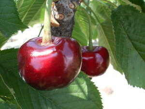 AJ`F[ c yT~bgz 1N ږؕc