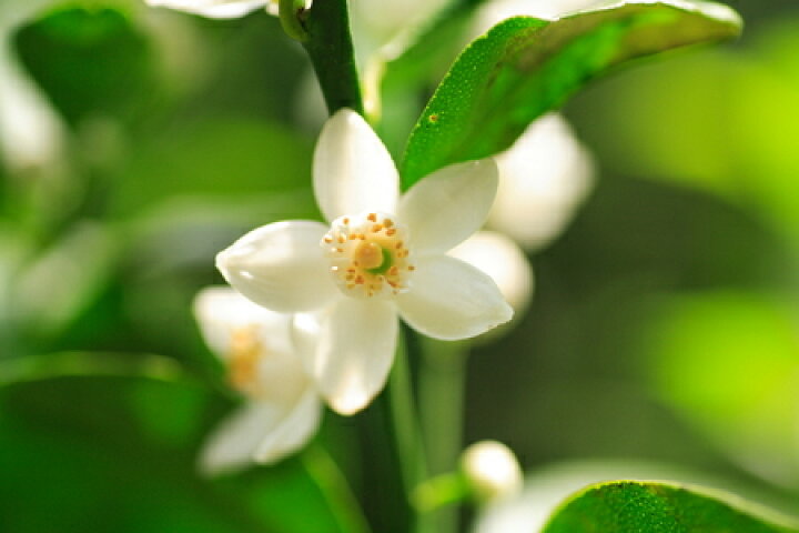 楽天市場 シークワーサー 3年生 接ぎ木 大苗 産地で剪定済 1 0m苗 苗木部 by 花ひろばオンライン 楽天市場 シークワーサー 3年生 接ぎ木 大苗 産地で剪定済 1 0m苗 苗木部 by 花ひろばオンライン