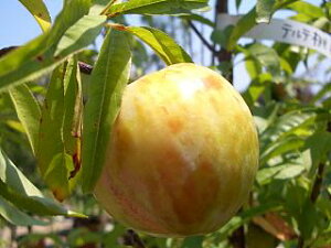  c yz 3Nږؑc 1mc yYnř 1.0mcz