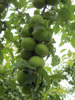 梅（ウメ） "small nanko" freshman scions seedlings deciduous symbol tree fruit tree seedlings fruit trees